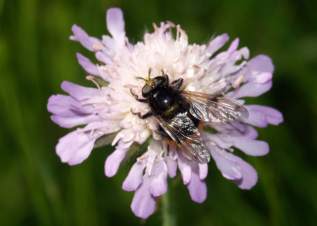 Volucella bombylans - Copyright Hugues Mouret
